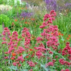 Red Valerian (Centranthus) -Garden Care Sale red valerian
