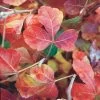 Gro-Low Sumac (Rhus) -Garden Care Sale rhus aromatica gro low