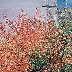 Three-Leaf Sumac (Rhus) -Garden Care Sale rhus trilobata1 1 1