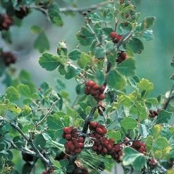 Three-Leaf Sumac (Rhus) -Garden Care Sale rhus trilobata 1 1