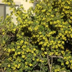 Crandall's Clove Scented Currant (Ribes) 9 Crandall's Clove Scented Currant (Ribes) -Garden Care Sale ribes odoratum crandali close up of flwr