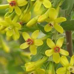 Crandall's Clove Scented Currant (Ribes) 7 Crandall's Clove Scented Currant (Ribes) -Garden Care Sale ribes odoratum crandall close up yellow flowers