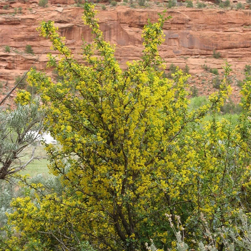 Crandall's Clove Scented Currant (Ribes) 5 Crandall's Clove Scented Currant (Ribes) - Image 3