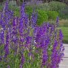 Rocky Mountain Penstemon -Garden Care Sale rocky mountain penstemon strictu