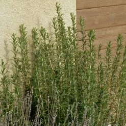 Garden Care Sale -Garden Care Sale rosmarinus officinalis alcalde cold hardy lavandula silver frost web
