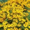 Goldsturm Black Eyed Susan 2 Goldsturm Black Eyed Susan -Garden Care Sale rudbeckia cropped