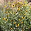 Blackjack Gold Black Eyed Susan -Garden Care Sale rudbeckiatriloba blackjack gold cropped 1