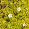 Scotch Moss (Sagina) -Garden Care Sale sagina subulata aurea 1