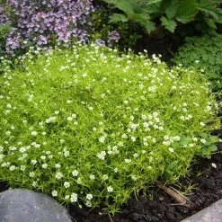 Scotch Moss (Sagina) -Garden Care Sale sagina subulata aurea 2