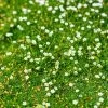 Green Irish Moss (Sagina) -Garden Care Sale sagina subulata irish moss 1