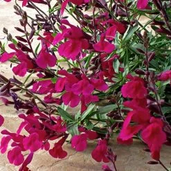 Burgundy Seduction Salvia -Garden Care Sale salvia burgundy seduction1