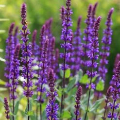 Caradonna Salvia -Garden Care Sale salvia caradonna sage