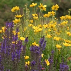 High Country Meadow Native Wildflower Seed Mix -Garden Care Sale salvia coreopsis meadow
