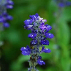 Texas Violet Salvia -Garden Care Sale salvia farinacea texas violet mealy sage
