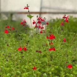 Furman's Red Texas Salvia -Garden Care Sale salvia furmans red garden flower