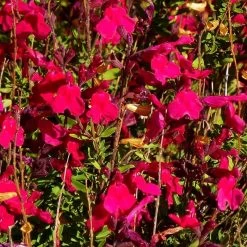 Furman's Red Texas Salvia -Garden Care Sale salvia greggii furmans red close up 1