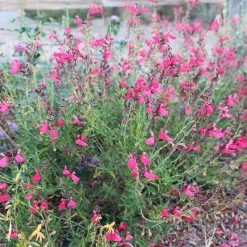 FlowerKisser® Coral-Pink Salvia -Garden Care Sale salvia greggii wwg003 flowerkisser coral pink sage cropped 1