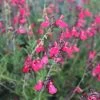 FlowerKisser® Coral-Pink Salvia -Garden Care Sale salvia greggii wwg003 flowerkisser coral pink sage cropped 3