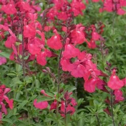 FlowerKisser® Coral-Pink Salvia -Garden Care Sale salvia greggii wwg3flowerkisser coral pink sage