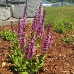 Lyrical™ Rose Salvia 9 Lyrical™ Rose Salvia -Garden Care Sale salvia lyrical rose office garden