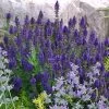 Marcus Dwarf Blue Salvia -Garden Care Sale salvia marcus emmis oure cropped