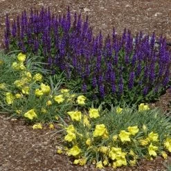 Little Night Salvia -Garden Care Sale salvia nemerosa little night oenothera shimmer