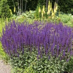 Caradonna Salvia -Garden Care Sale salvia nemorosa caradonna sage 1