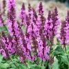 Rose Marvel Salvia 2 Rose Marvel Salvia -Garden Care Sale salvia nemorosa rose marvel salvia