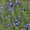 Autumn Sapphire™ Salvia -Garden Care Sale salvia reptans autumn sapphire brooke colburn cropped
