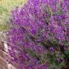 Ultra Violet Salvia 2 Ultra Violet Salvia -Garden Care Sale salvia ultra violet over wall purple 1