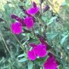 FlowerKisser® Royal Rose Salvia -Garden Care Sale salvia x wwg04 flowerkisser royal rose sage pink blooms