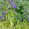 Deep Blue Arizona Salvia -Garden Care Sale salvia arizonica deep blue 2 web