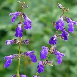 Deep Blue Arizona Salvia -Garden Care Sale salvia arizonica deep blue web