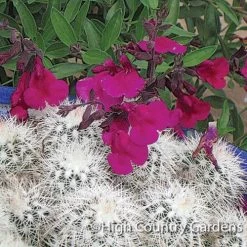 Burgundy Seduction Salvia -Garden Care Sale salvia burgundy seduction 84789 web
