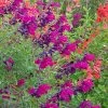 Burgundy Seduction Salvia -Garden Care Sale salvia burgundy seduction cc cropped