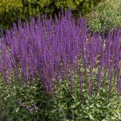Caradonna Salvia -Garden Care Sale salvia caradonna cropped