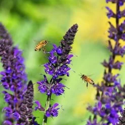 May Night Salvia -Garden Care Sale salvia may night emmis oure cropped