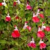 Hot Lips Salvia -Garden Care Sale salvia microphylla hot lips close up of flwrs cc