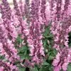 Lyrical™ Rose Salvia 1 Lyrical™ Rose Salvia -Garden Care Sale salvia nemorosa balyricose