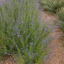 Autumn Sapphire™ Salvia -Garden Care Sale salvia reptans autumn sapphire brooke colburn 1 actually cropped
