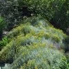 Gray Santolina -Garden Care Sale santolina chamaecyparissus gray santolina summer flowers