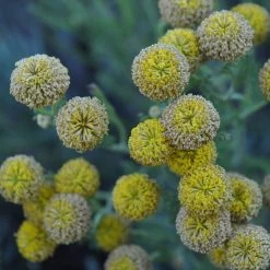 Gray Santolina -Garden Care Sale santolina chamaecyparissus gray santolina summer flowers close up