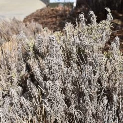 Gray Santolina -Garden Care Sale santolina chamaecyparissus gray santolina winter