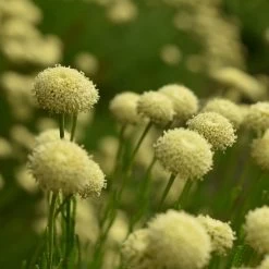 Green Santolina -Garden Care Sale santolina rosmarinifolia green santolina cream summer flowers growing