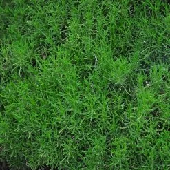 Green Santolina -Garden Care Sale santolina rosmarinifolia green santolina spring foliage