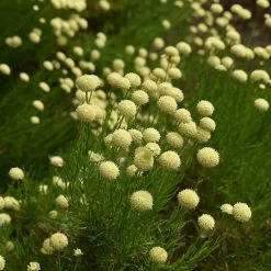 Green Santolina -Garden Care Sale santolina rosmarinifolia green santolina summer cream flowers