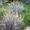 Boulder Blue Fescue Grass -Garden Care Sale saxon holt festuca boulder blue
