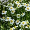 Blackfoot Daisy (Melampodium) 2 Blackfoot Daisy (Melampodium) -Garden Care Sale saxon holt melampodium leucanthemum