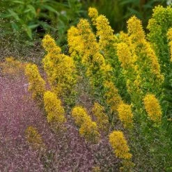 Golden Torch Goldenrod (Wichita Mountains Solidago) -Garden Care Sale saxon holt muhlenbergia reverchonii with solidago wichita mtns