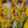 Golden Torch Goldenrod (Wichita Mountains Solidago) -Garden Care Sale saxon holt painted lady with solidago wichita mountains